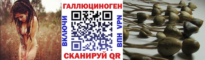 Купить закладки  Каменка  Галлюциногенные грибы Magic Shrooms 